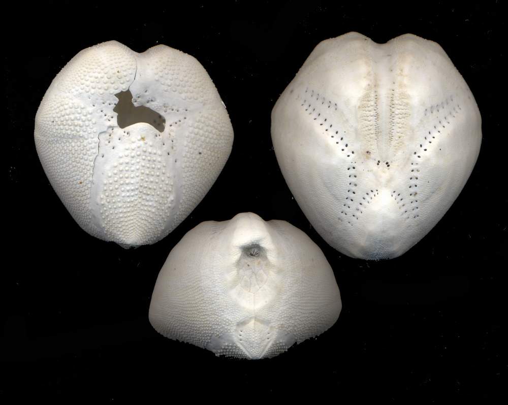 Echinocardium, Schizaster e Brissus - teche